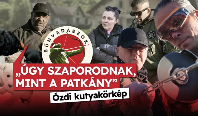 „Úgy szaporodnak, mint a patkány” – Ózdi kutyakörkép